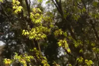 京都旅・下賀茂神社のイメージ画像