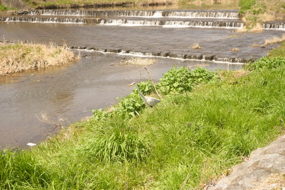 京都旅・賀茂川 - 02