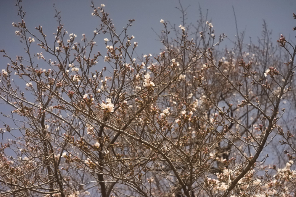 京都旅・賀茂川 - 03