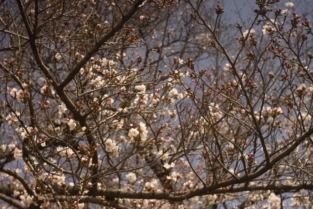 京都旅・賀茂川 - 04