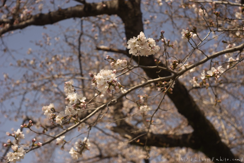 京都旅・賀茂川 - 05