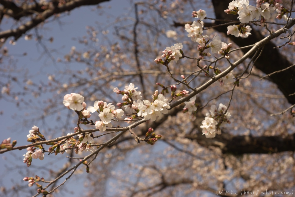 京都旅・賀茂川 - 06