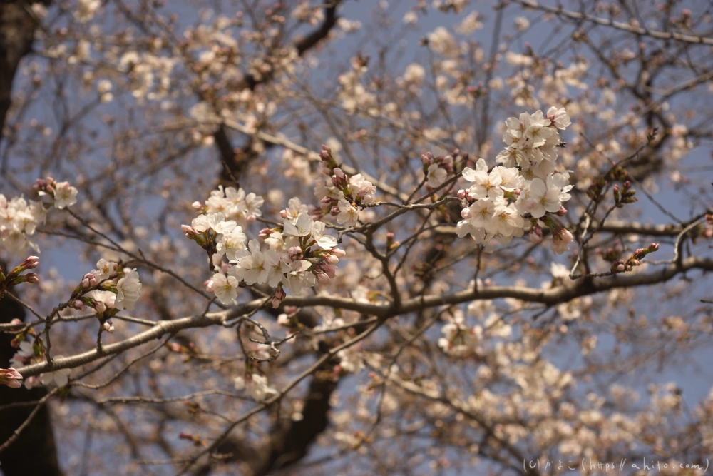 京都旅・賀茂川 - 07