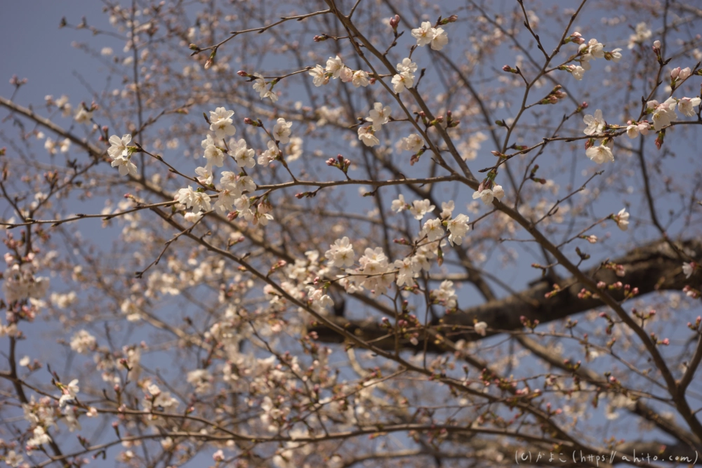 京都旅・賀茂川 - 08