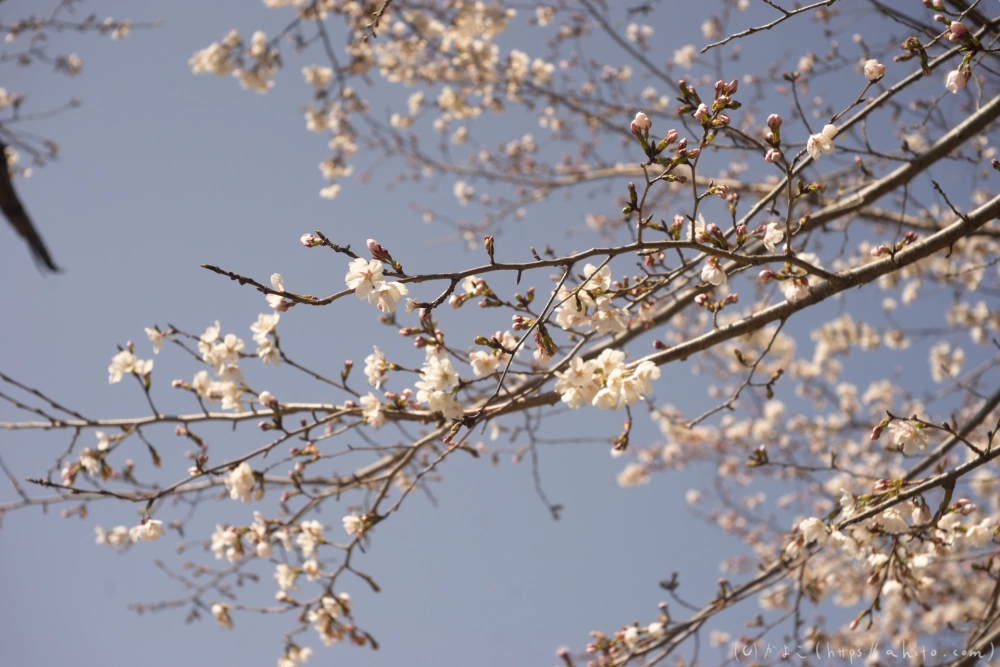 京都旅・賀茂川 - 09