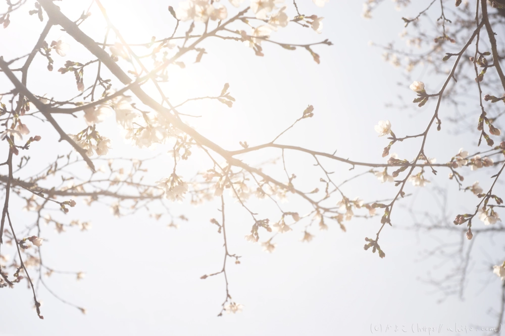 京都旅・賀茂川 - 10