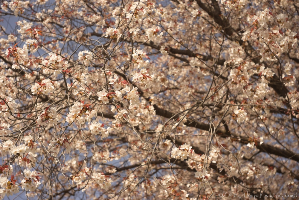京都旅・賀茂川 - 11