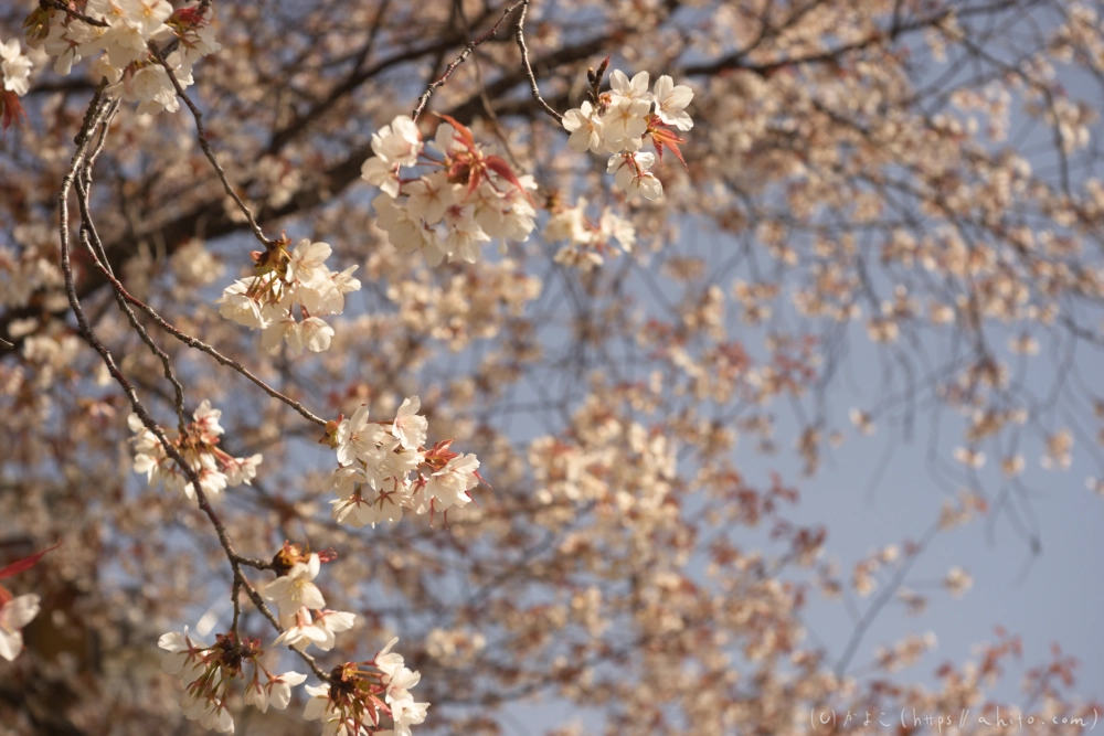 京都旅・賀茂川 - 12