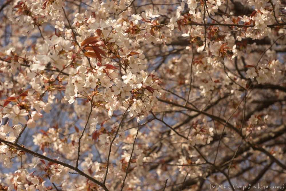 京都旅・賀茂川 - 13