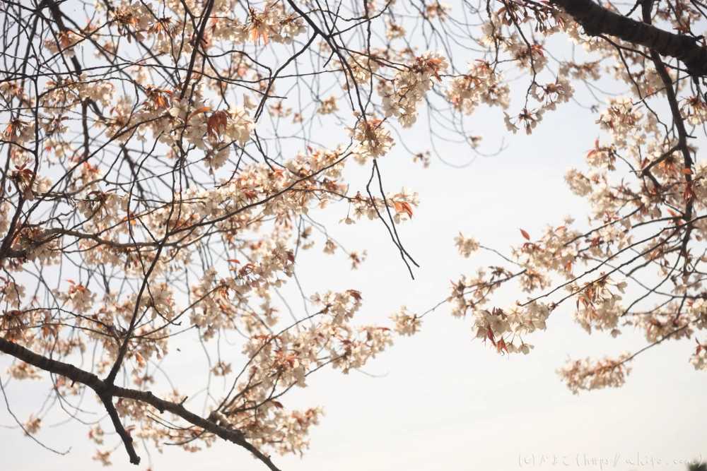 京都旅・賀茂川 - 14