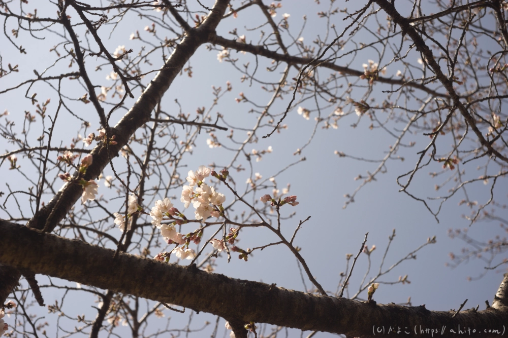 京都旅・賀茂川 - 16
