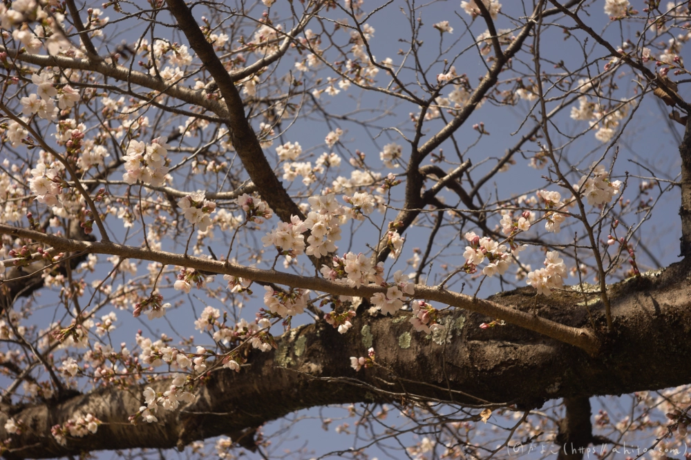 京都旅・賀茂川 - 17