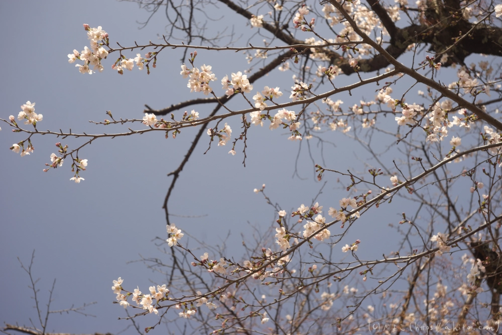 京都旅・賀茂川 - 18
