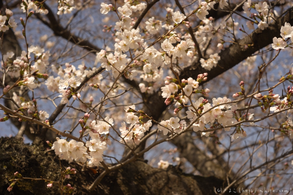 京都旅・賀茂川 - 19