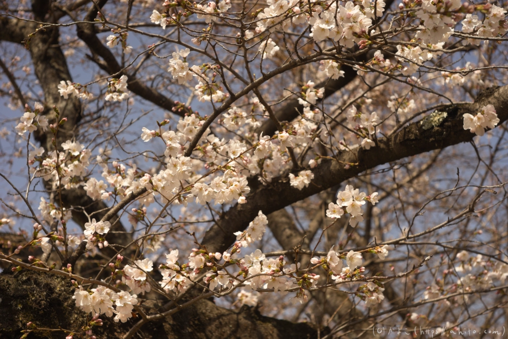京都旅・賀茂川 - 20