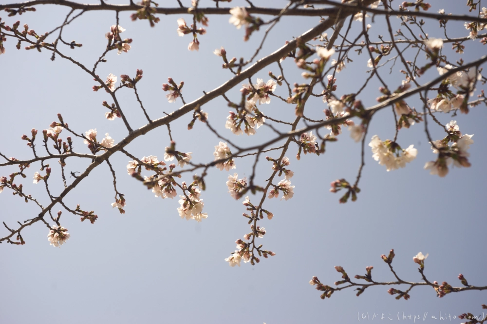京都旅・賀茂川 - 21