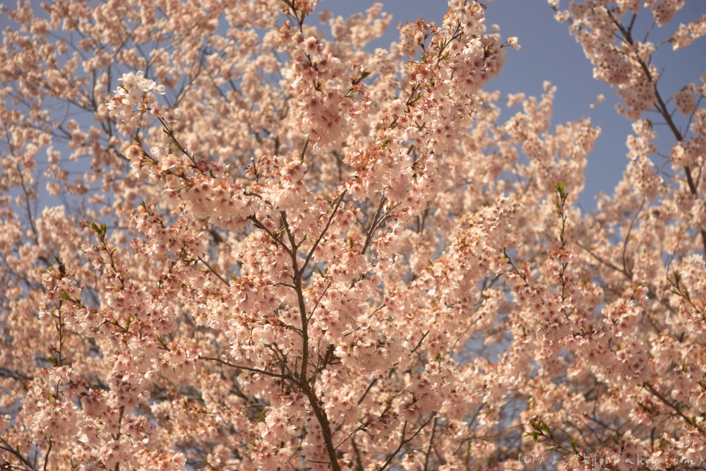 京都旅・植物園 - 01
