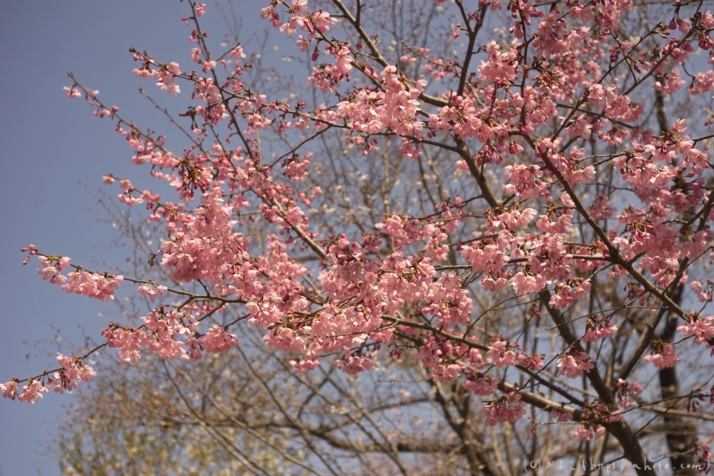 京都旅・植物園 - 02