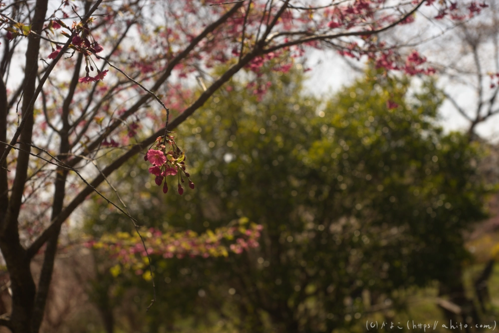 京都旅・植物園 - 03
