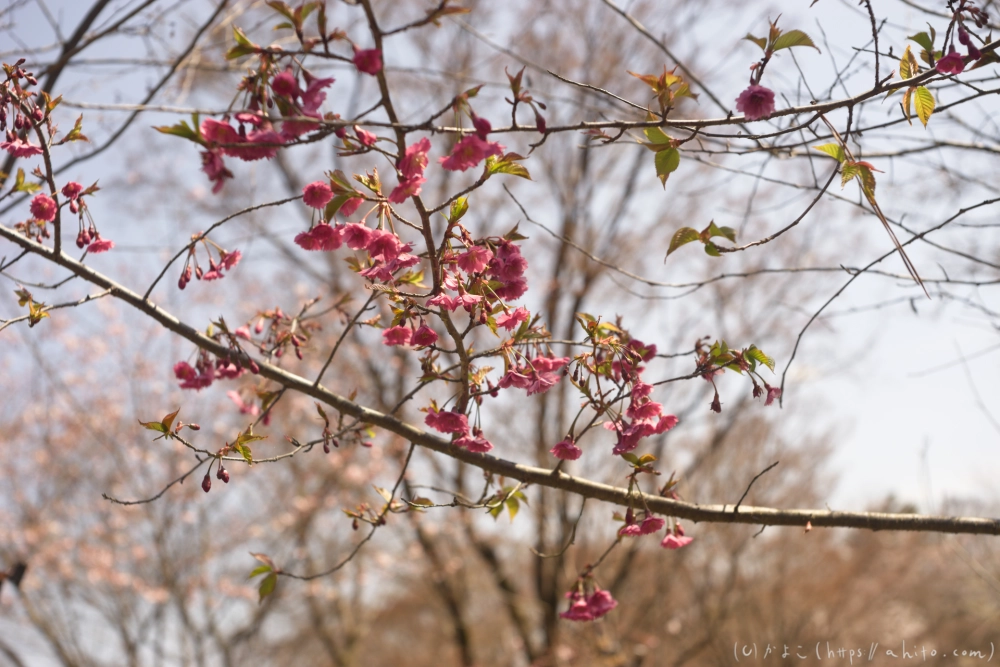 京都旅・植物園 - 04