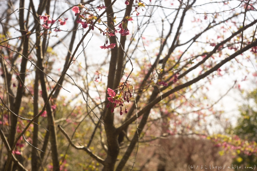 京都旅・植物園 - 05