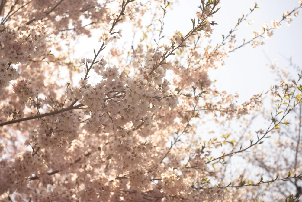 京都旅・植物園 - 06