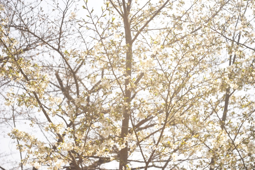 京都旅・植物園 - 07