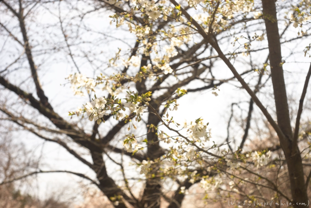 京都旅・植物園 - 08