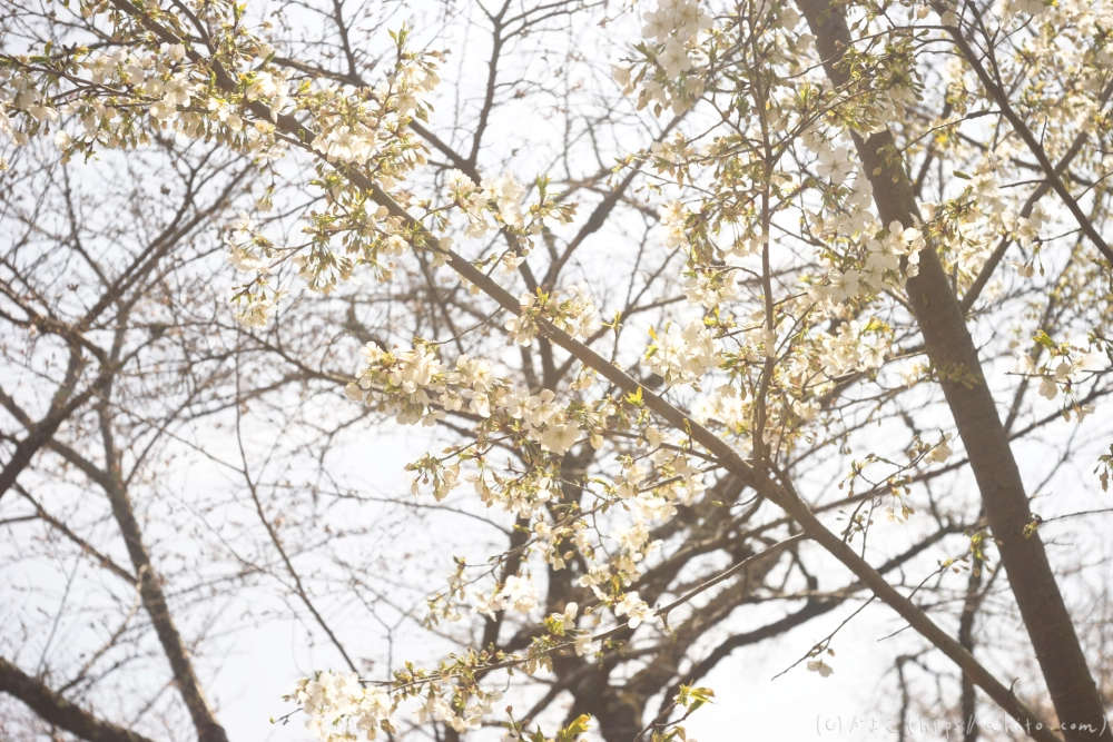 京都旅・植物園 - 09
