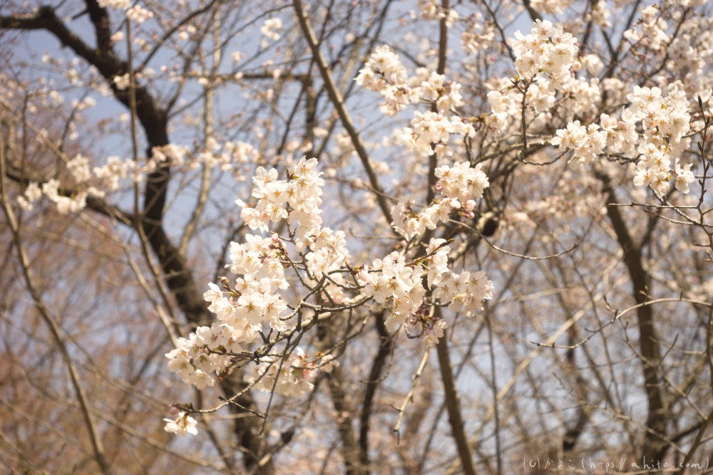 京都旅・植物園 - 10