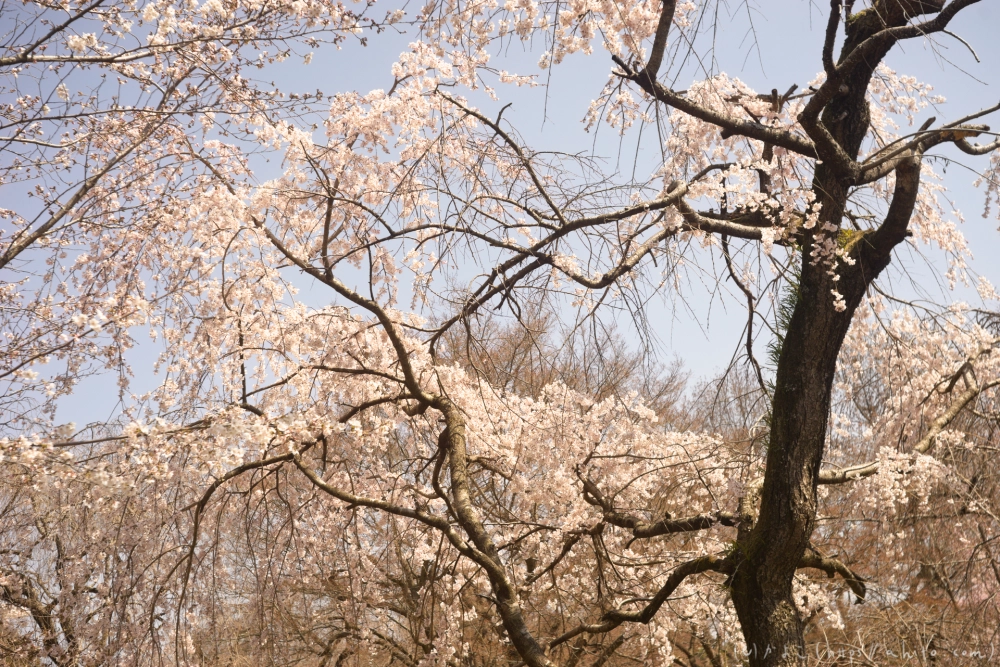 京都旅・植物園 - 11