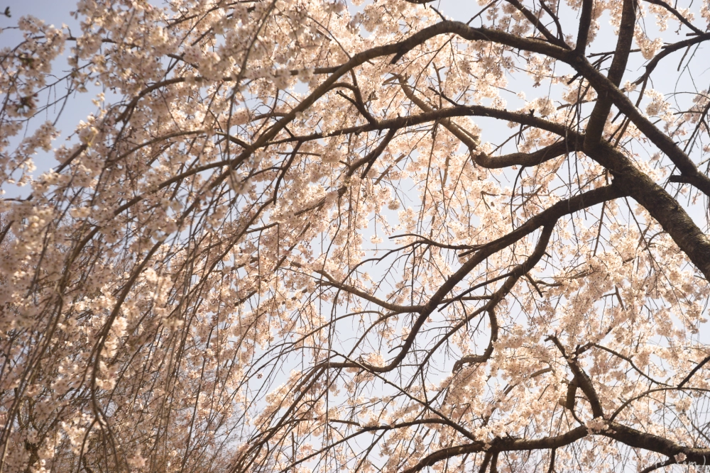 京都旅・植物園 - 12