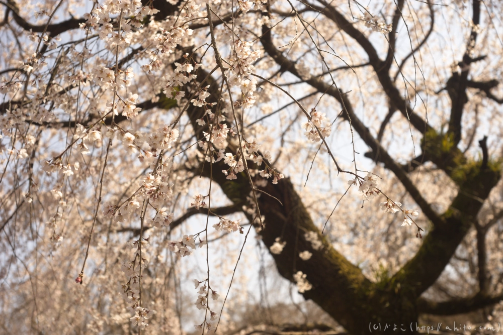 京都旅・植物園 - 13