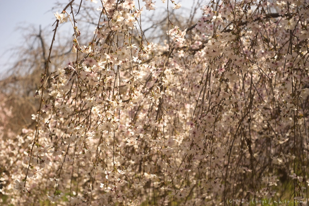 京都旅・植物園 - 14