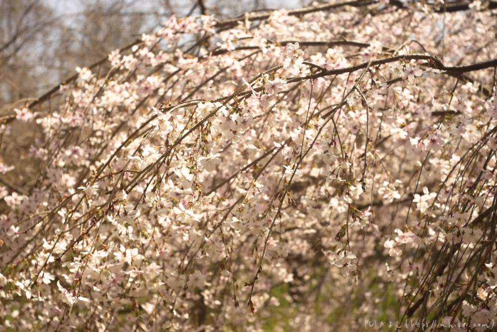 京都旅・植物園 - 15