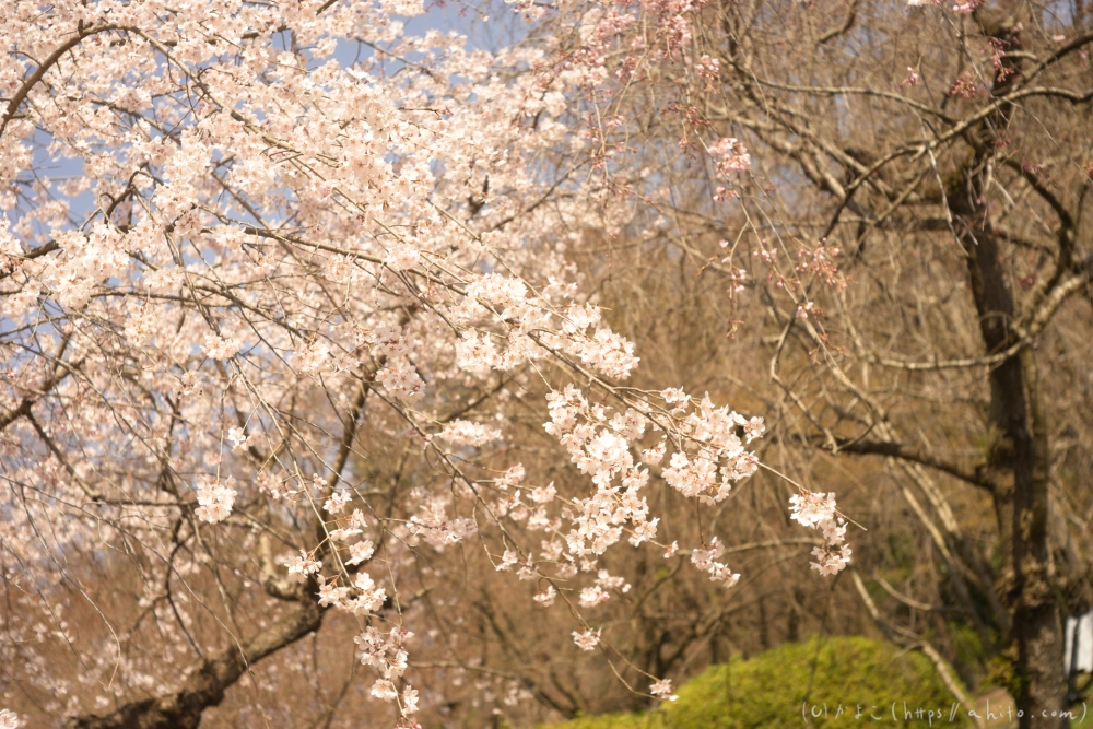 京都旅・植物園 - 16