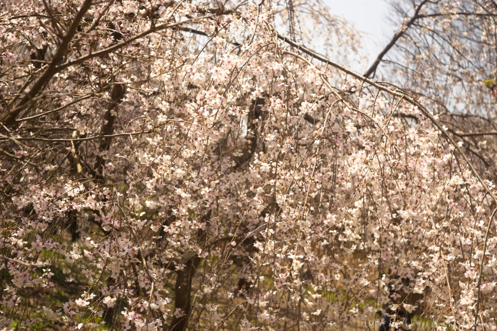 京都旅・植物園 - 17
