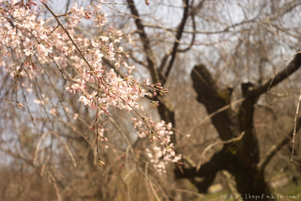 京都旅・植物園 - 18