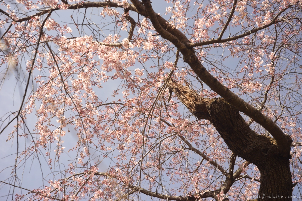 京都旅・植物園 - 19