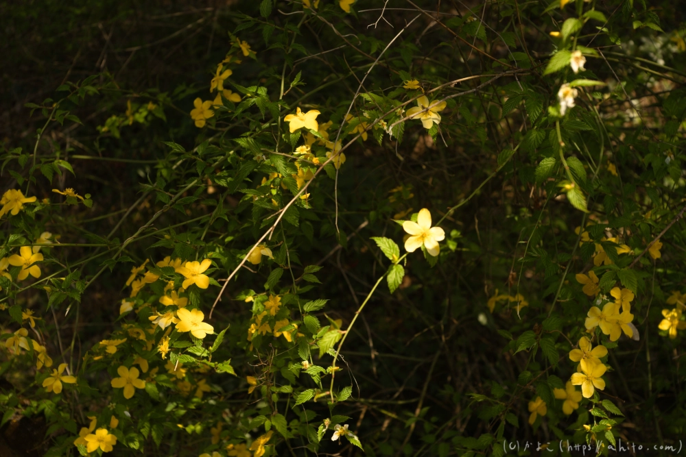 京都旅・植物園 - 20