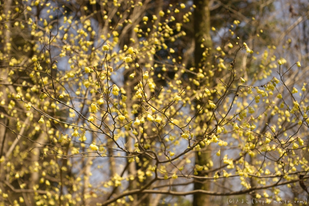 京都旅・植物園 - 21