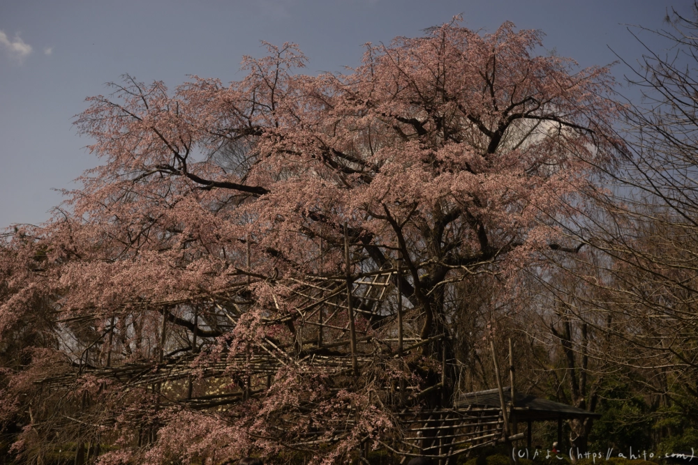 京都旅・植物園 - 22
