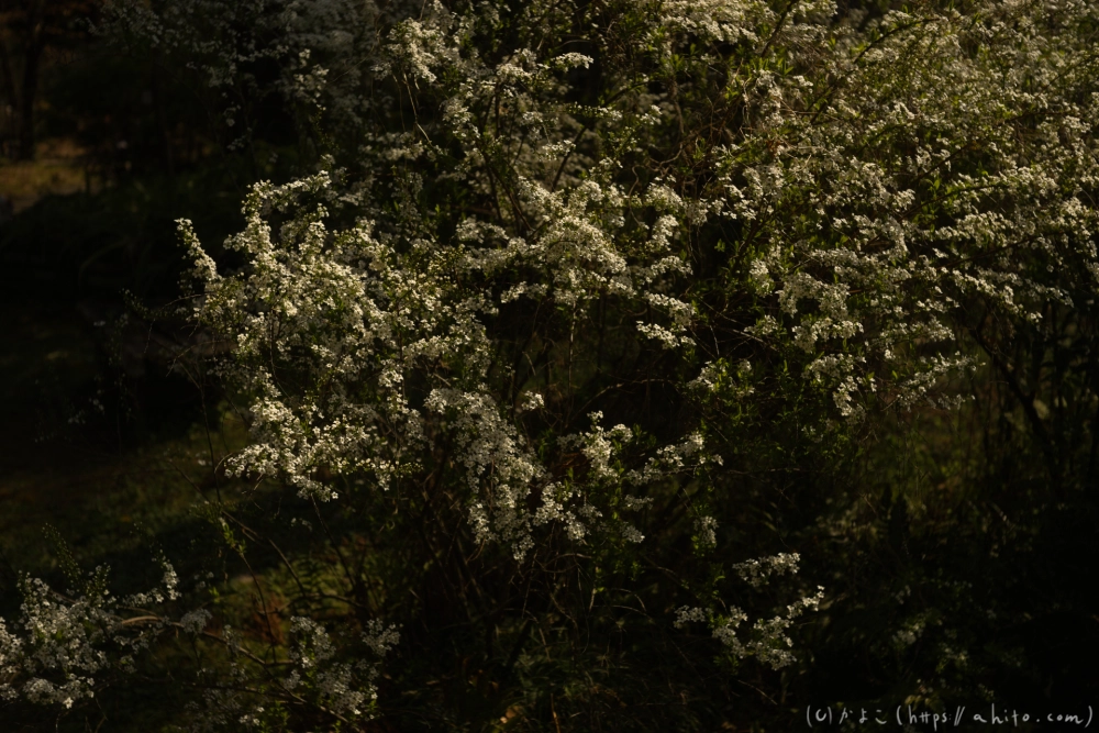 京都旅・植物園 - 23
