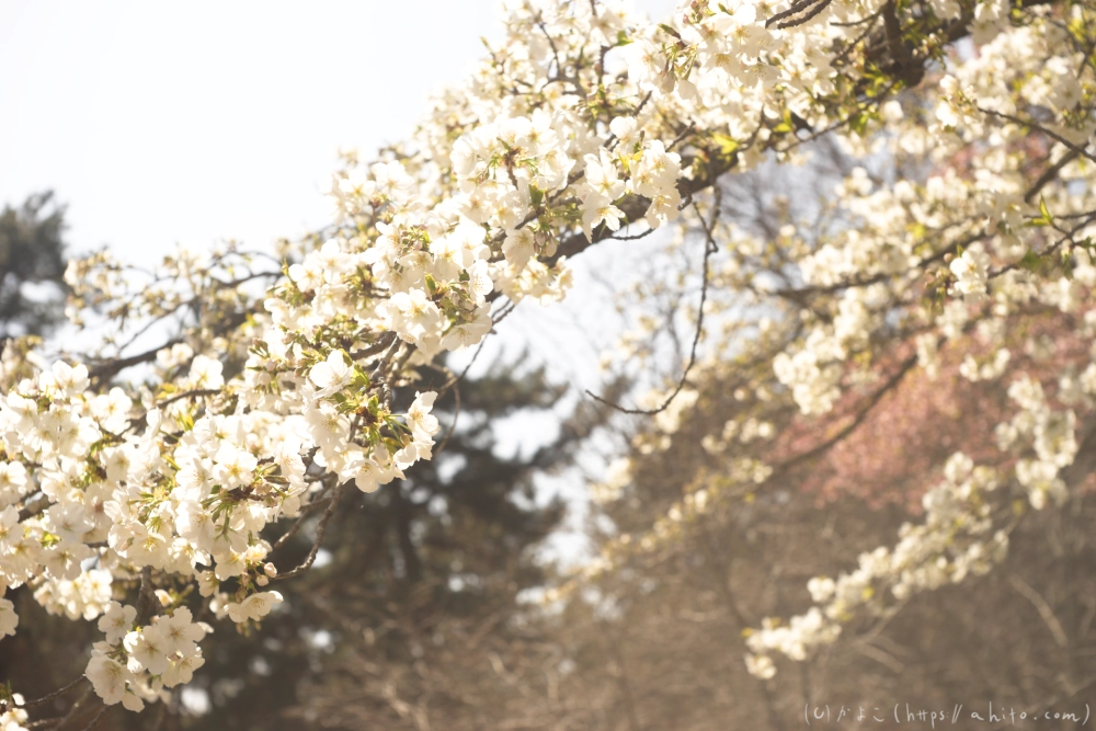 京都旅・植物園 - 24