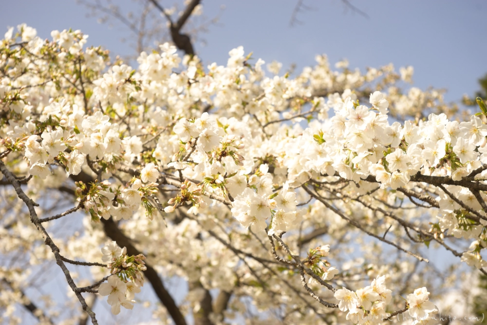 京都旅・植物園 - 25