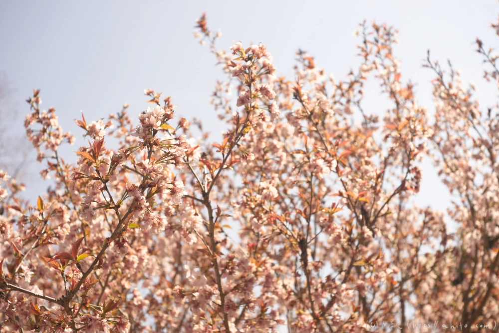 京都旅・植物園 - 26