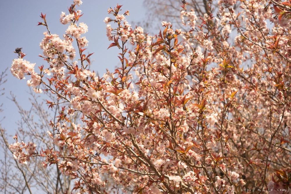 京都旅・植物園 - 27