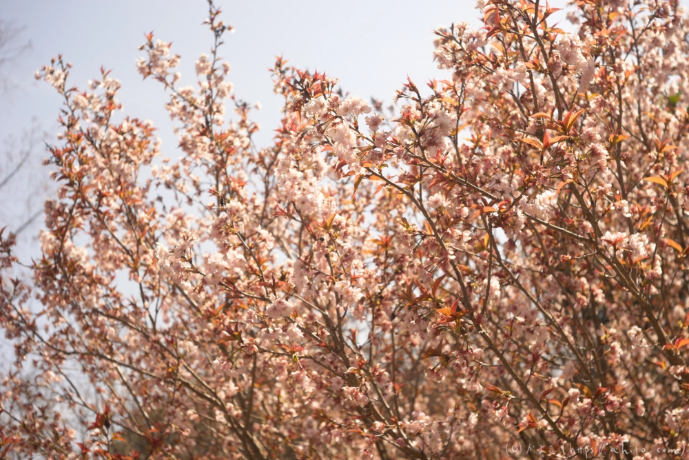 京都旅・植物園 - 28