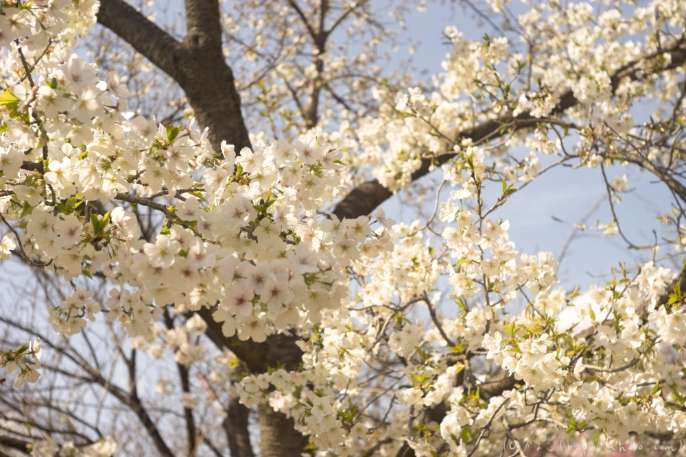 京都旅・植物園 - 29