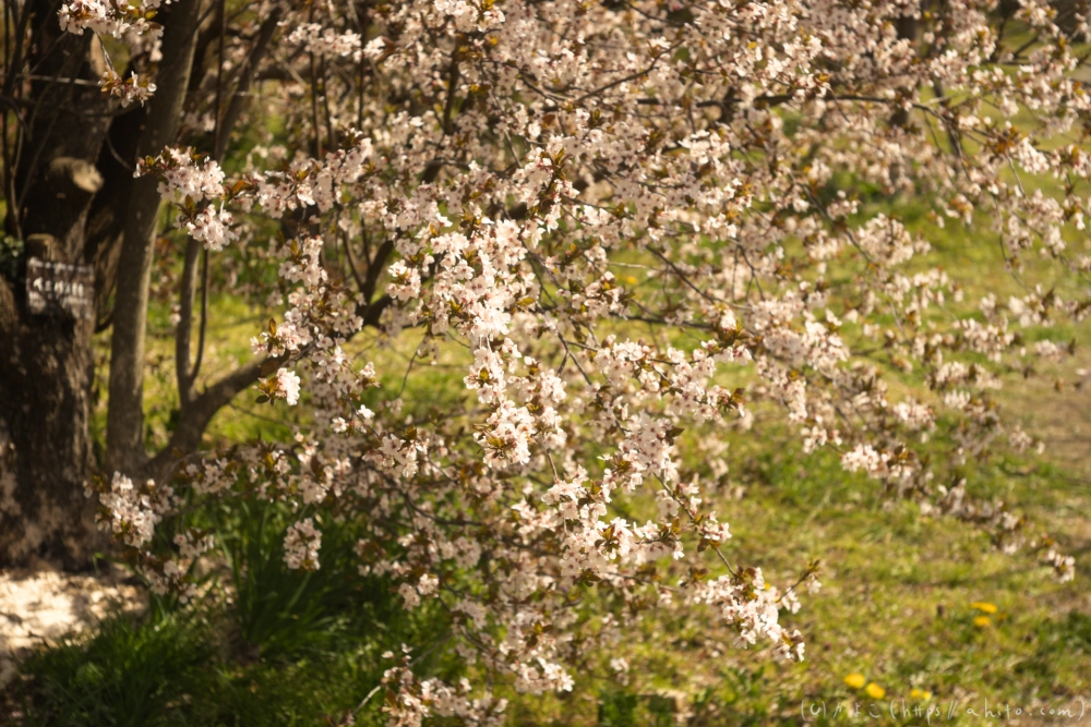京都旅・植物園 - 30